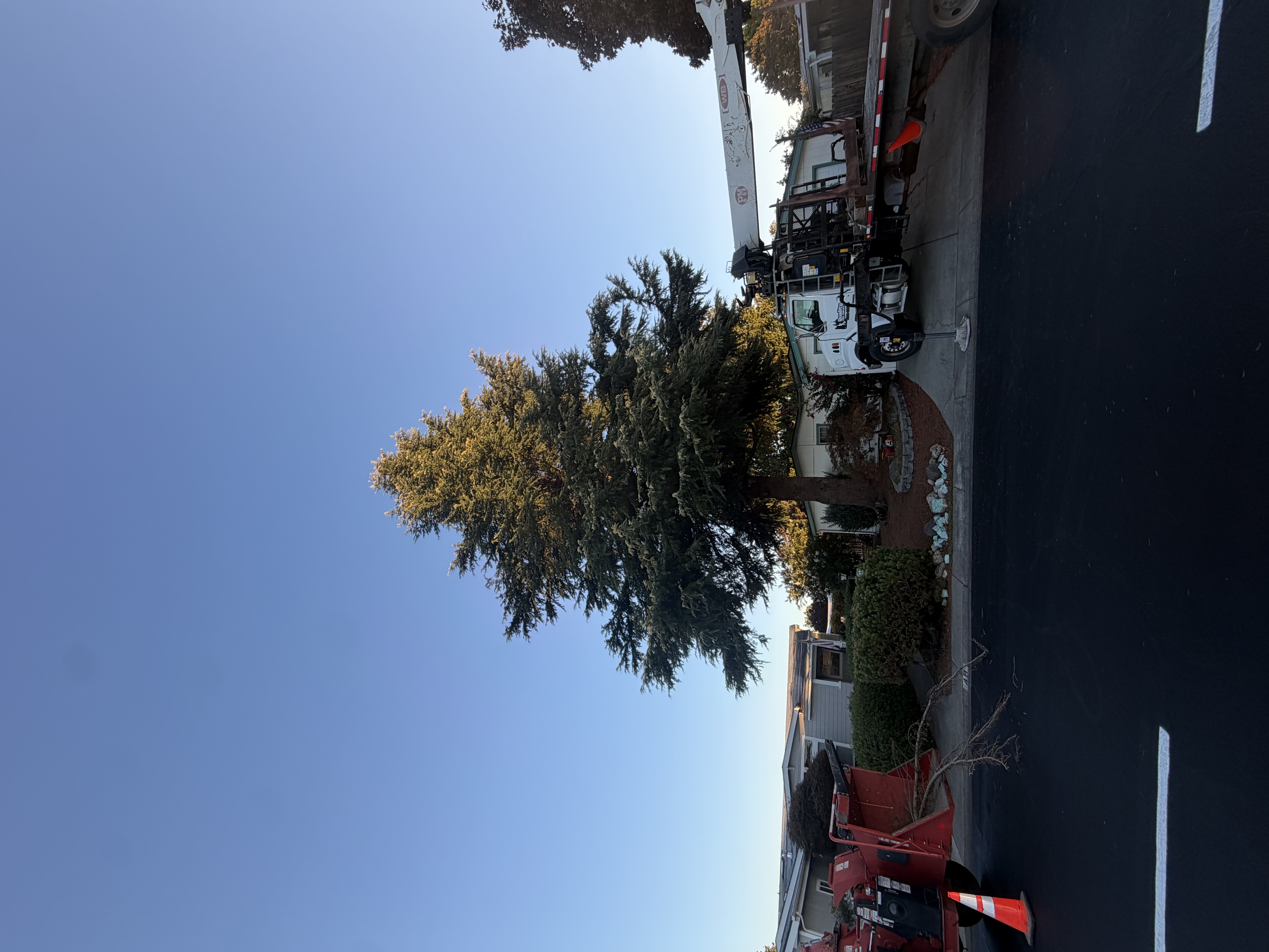 Tree Removal