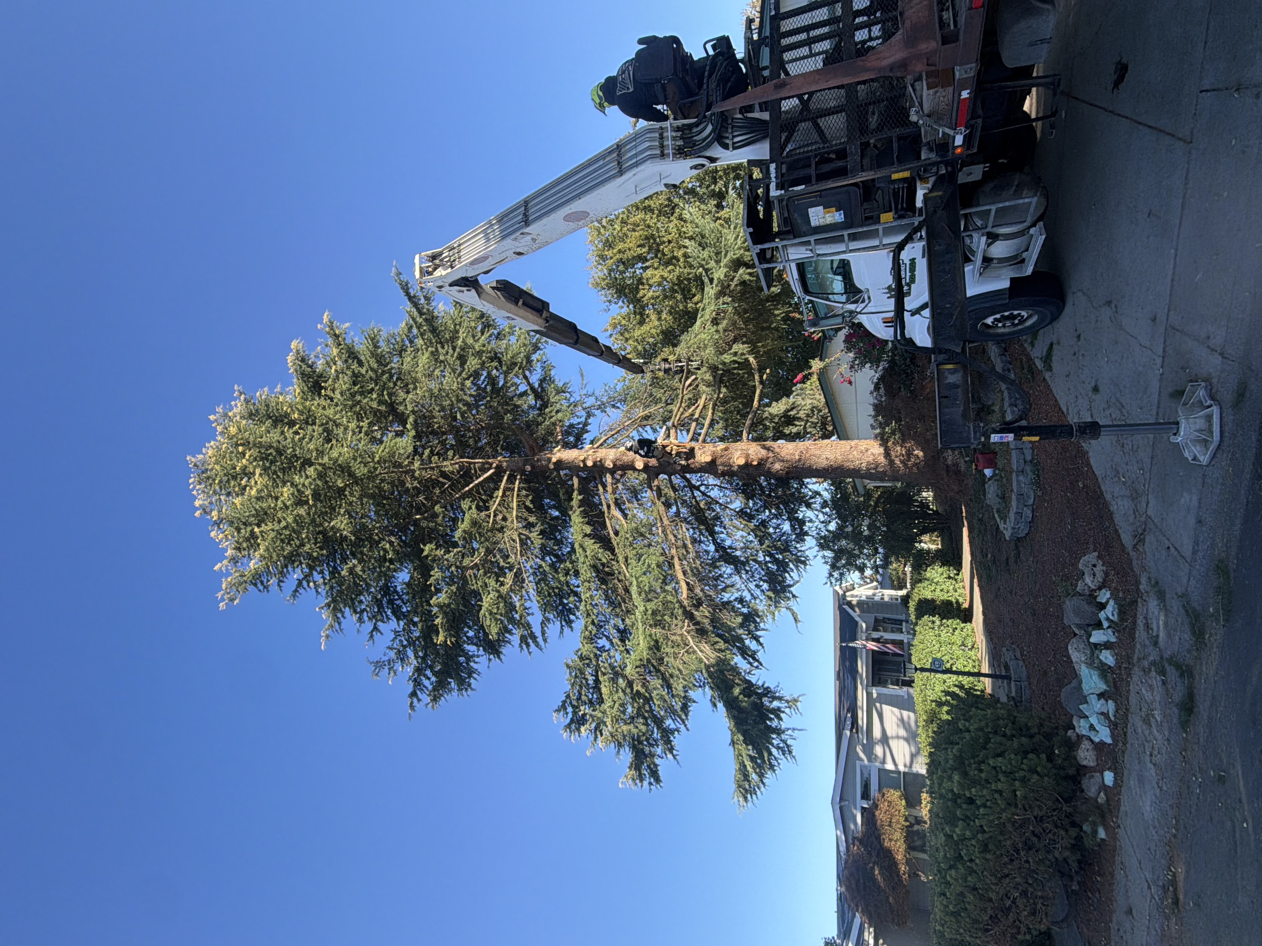 Tree Removal