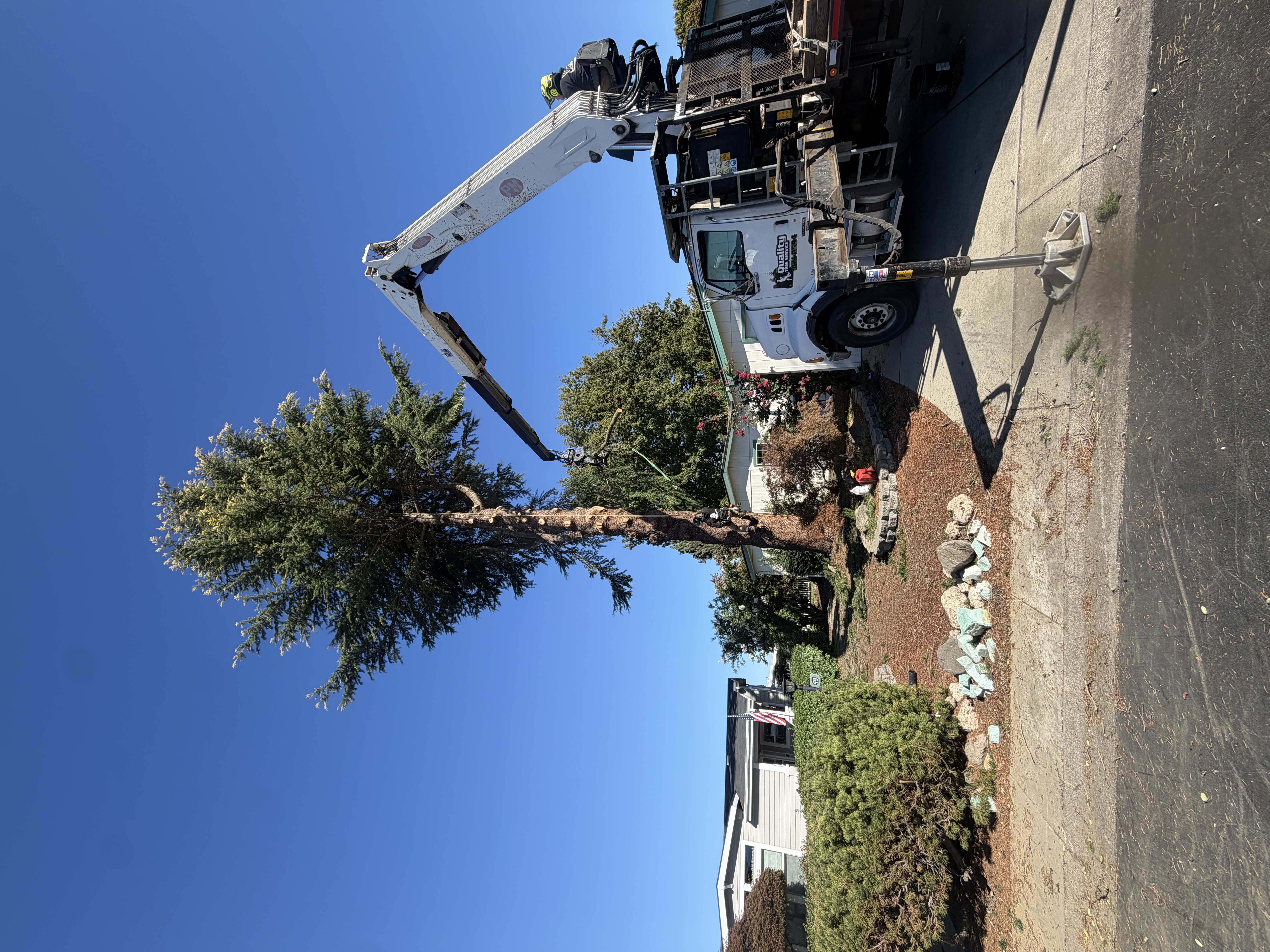 Tree Removal