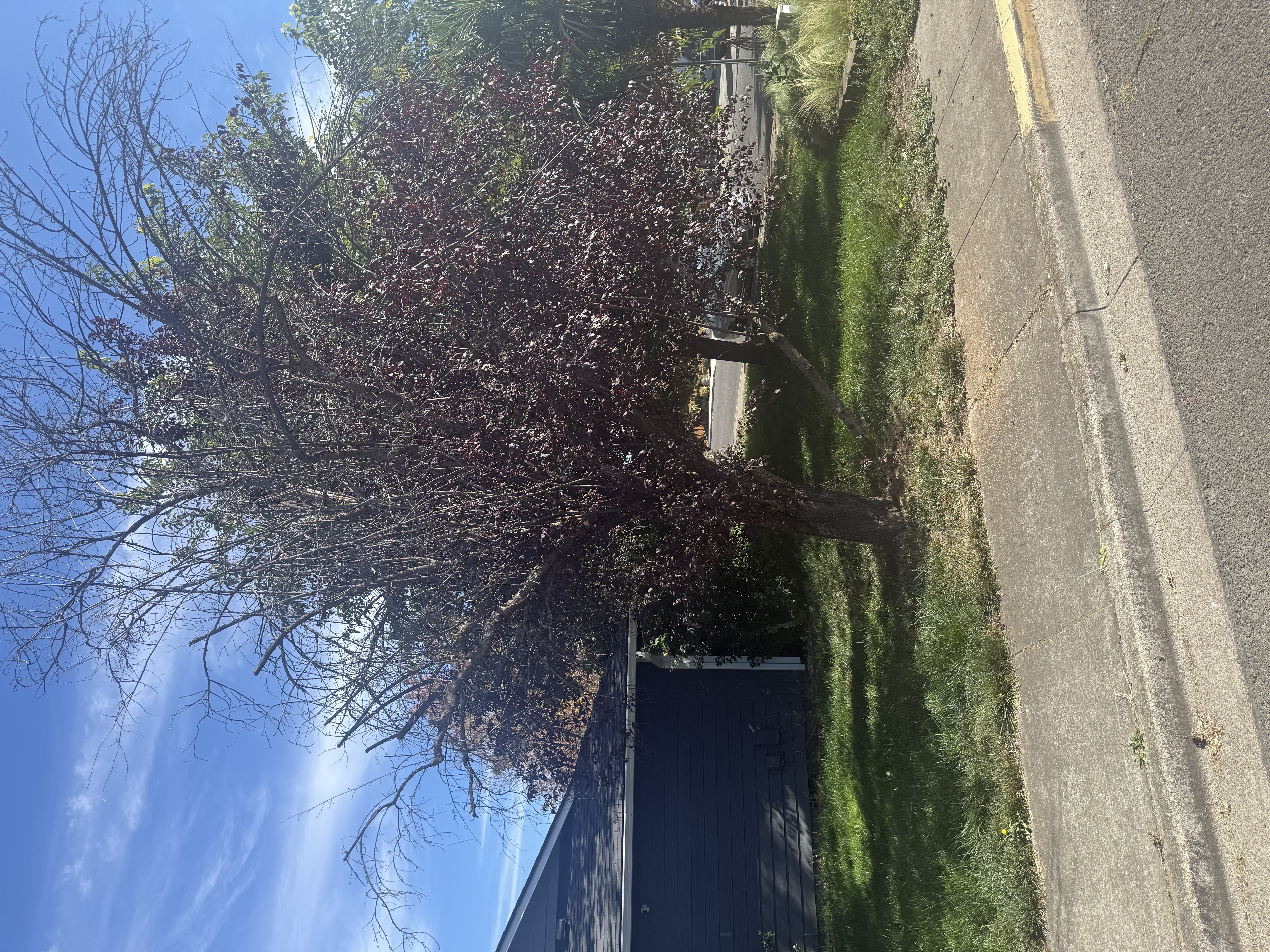 Tree Removal