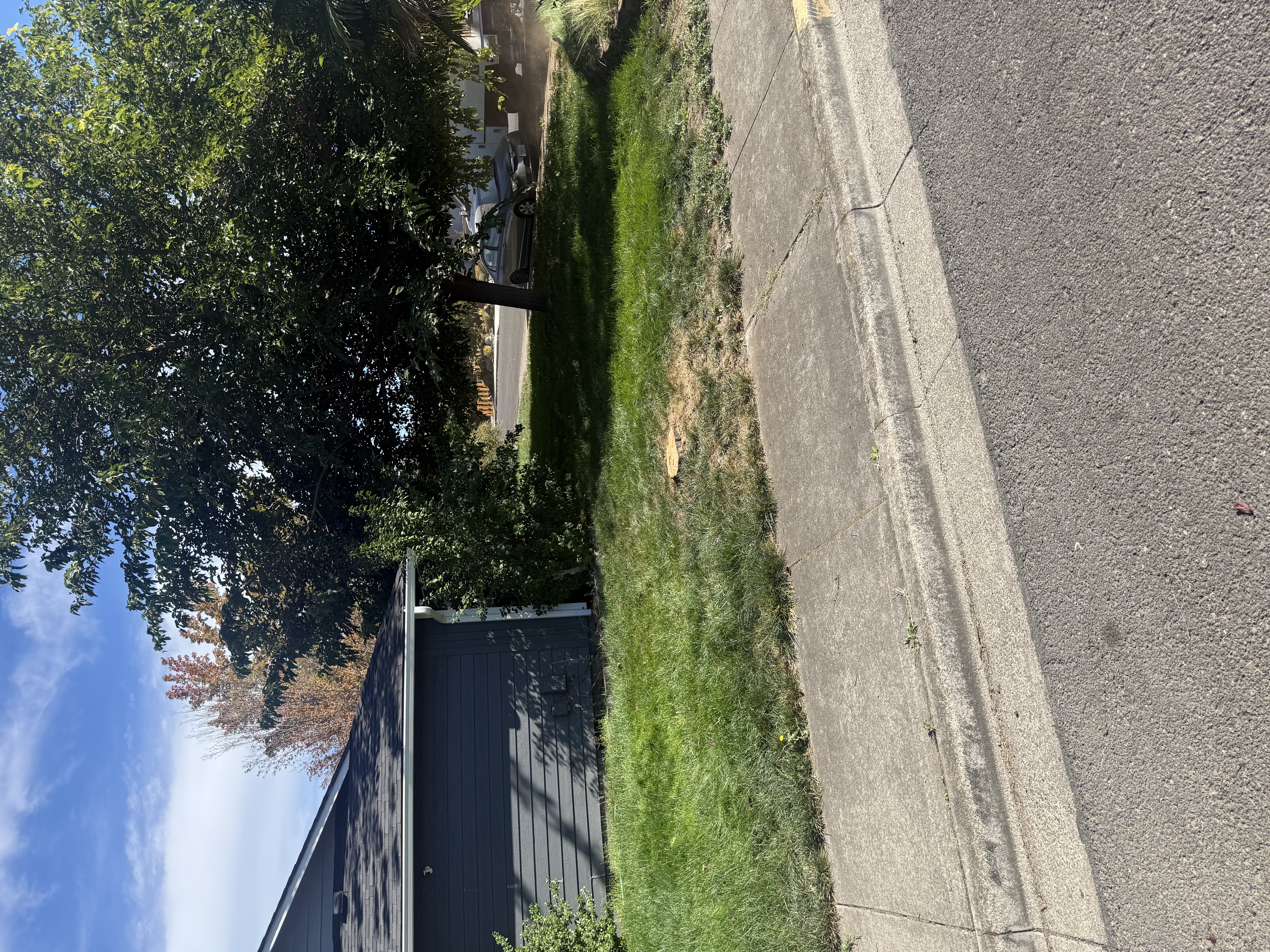 Tree Removal