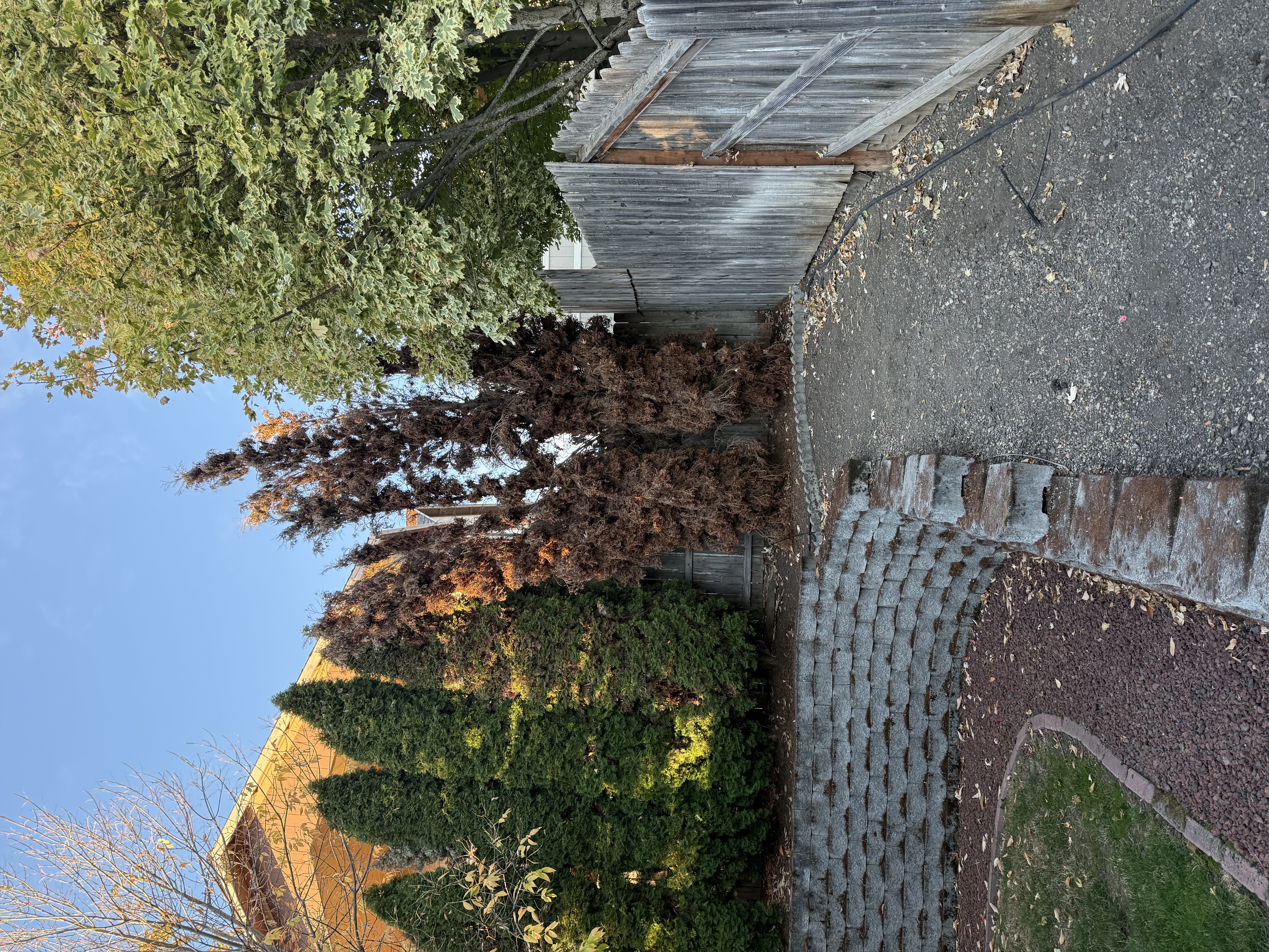 Tree Removal