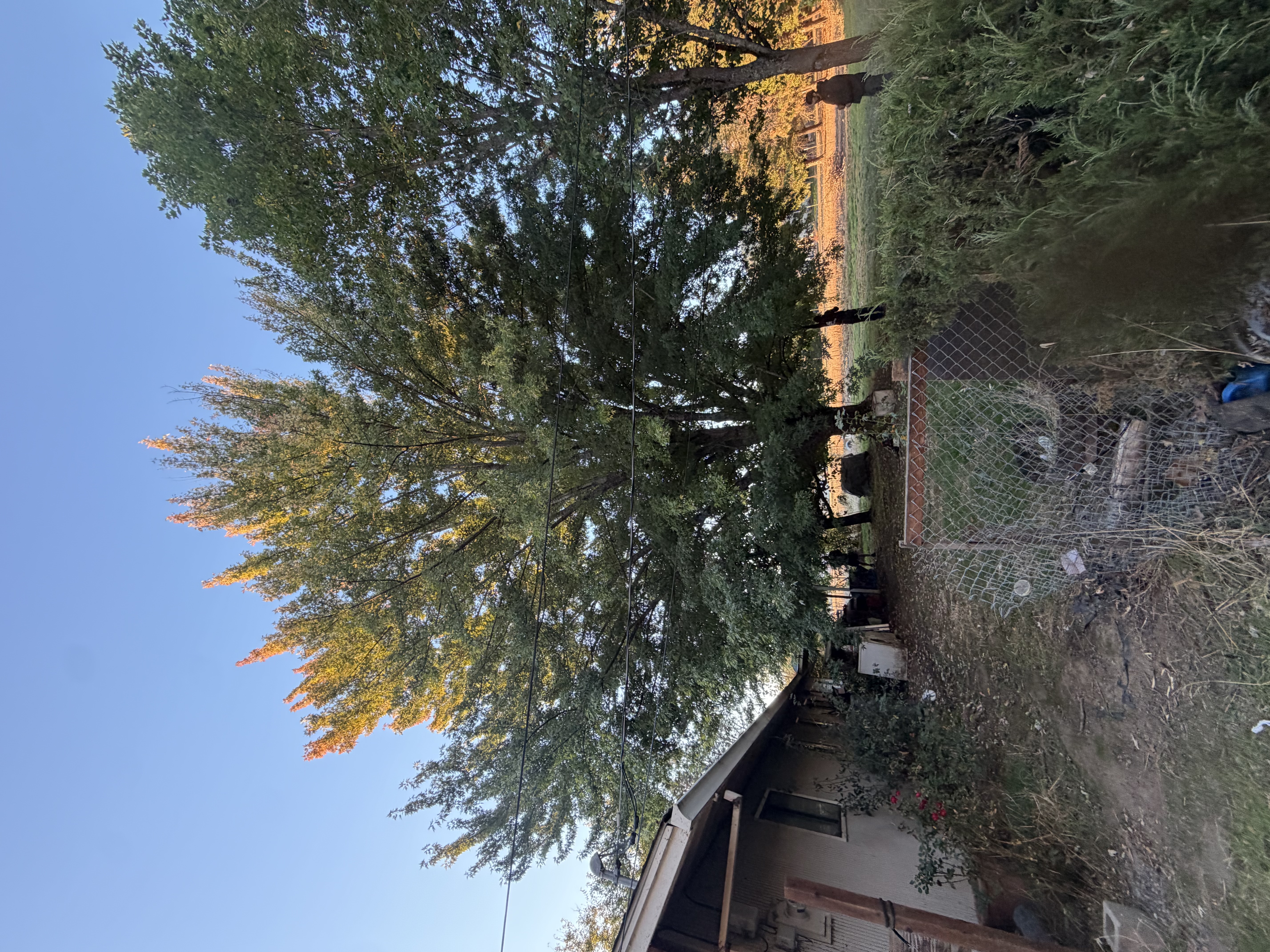 Tree Pruning