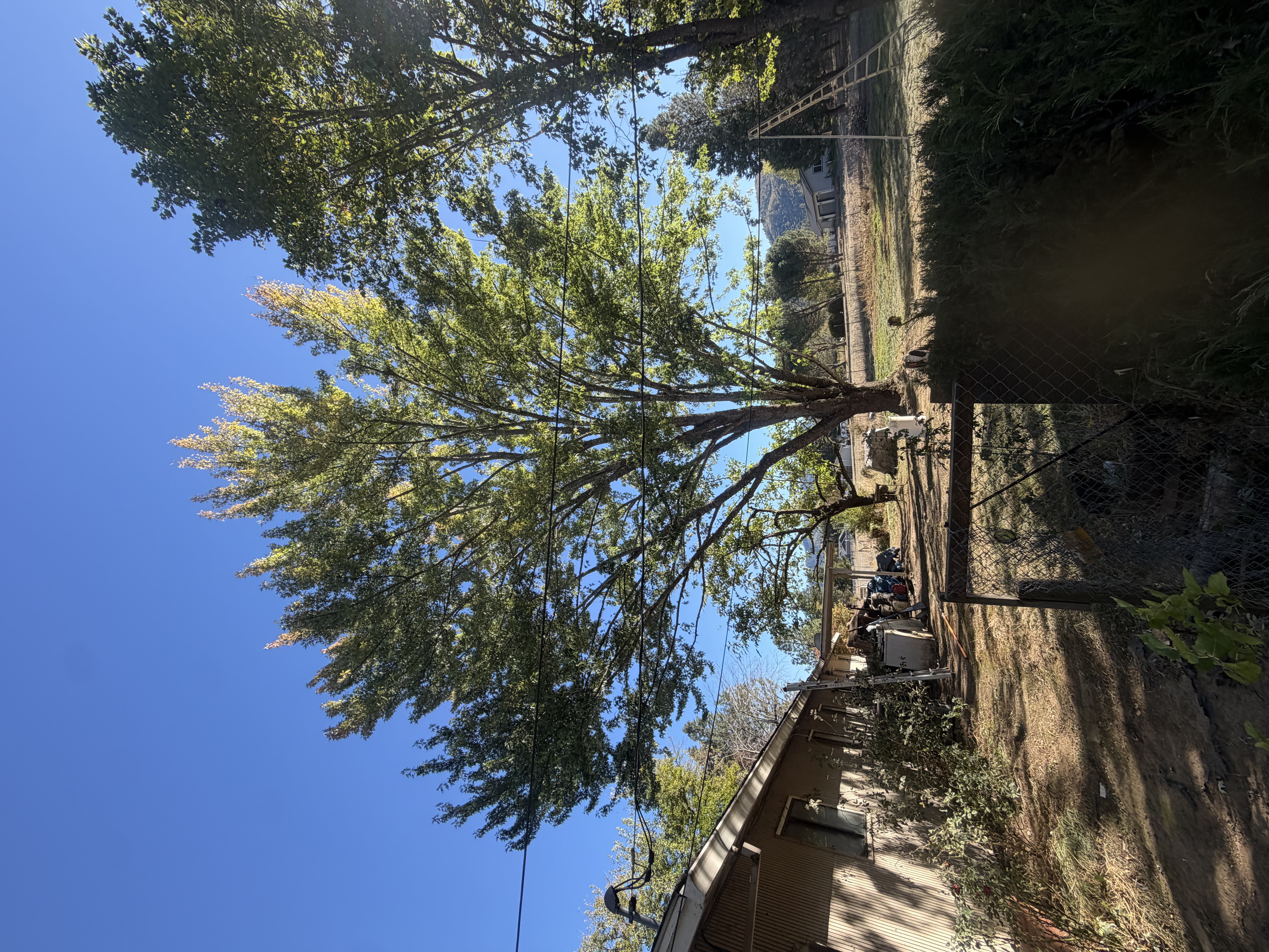 Tree Pruning