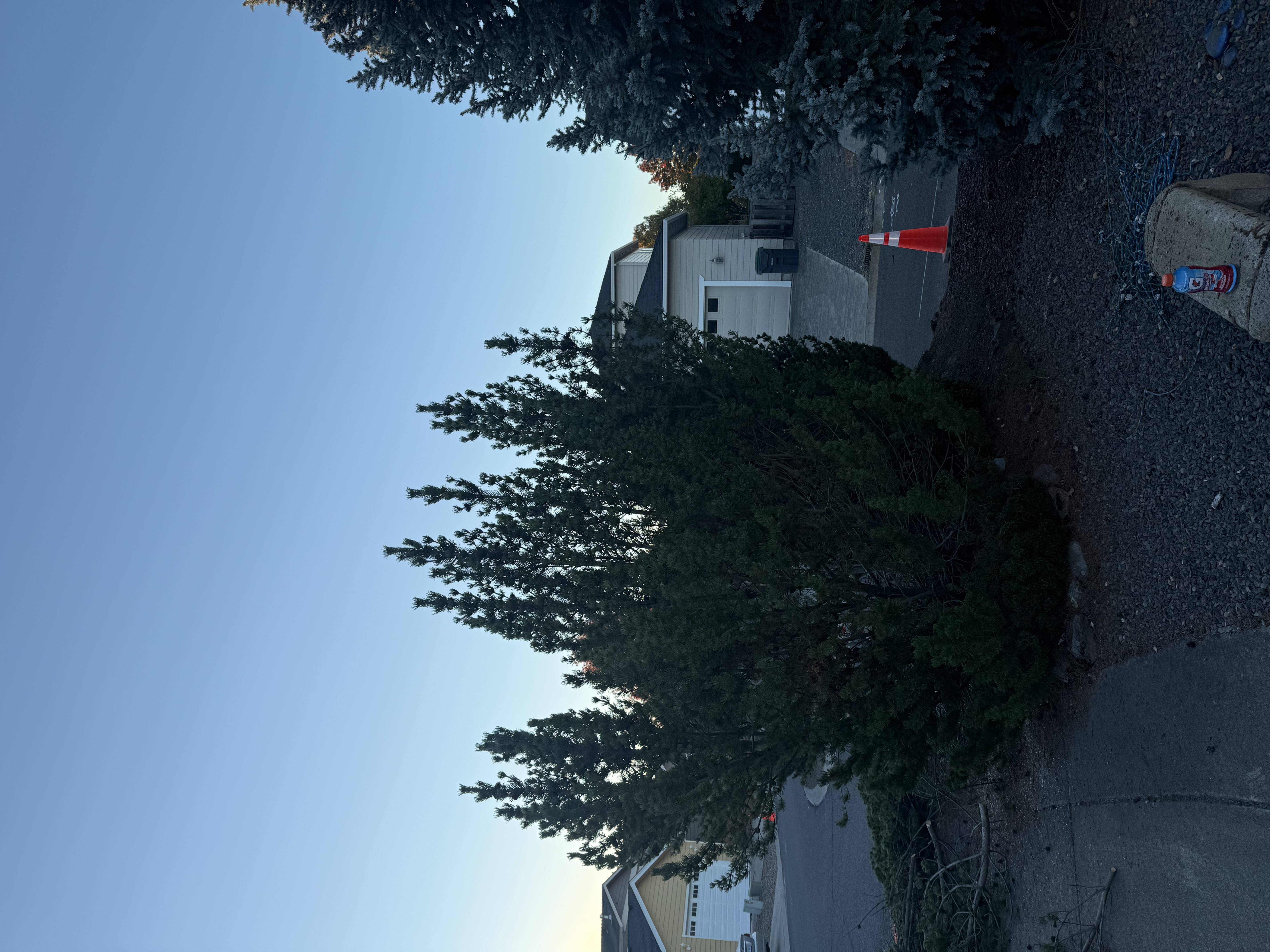 Tree Removal