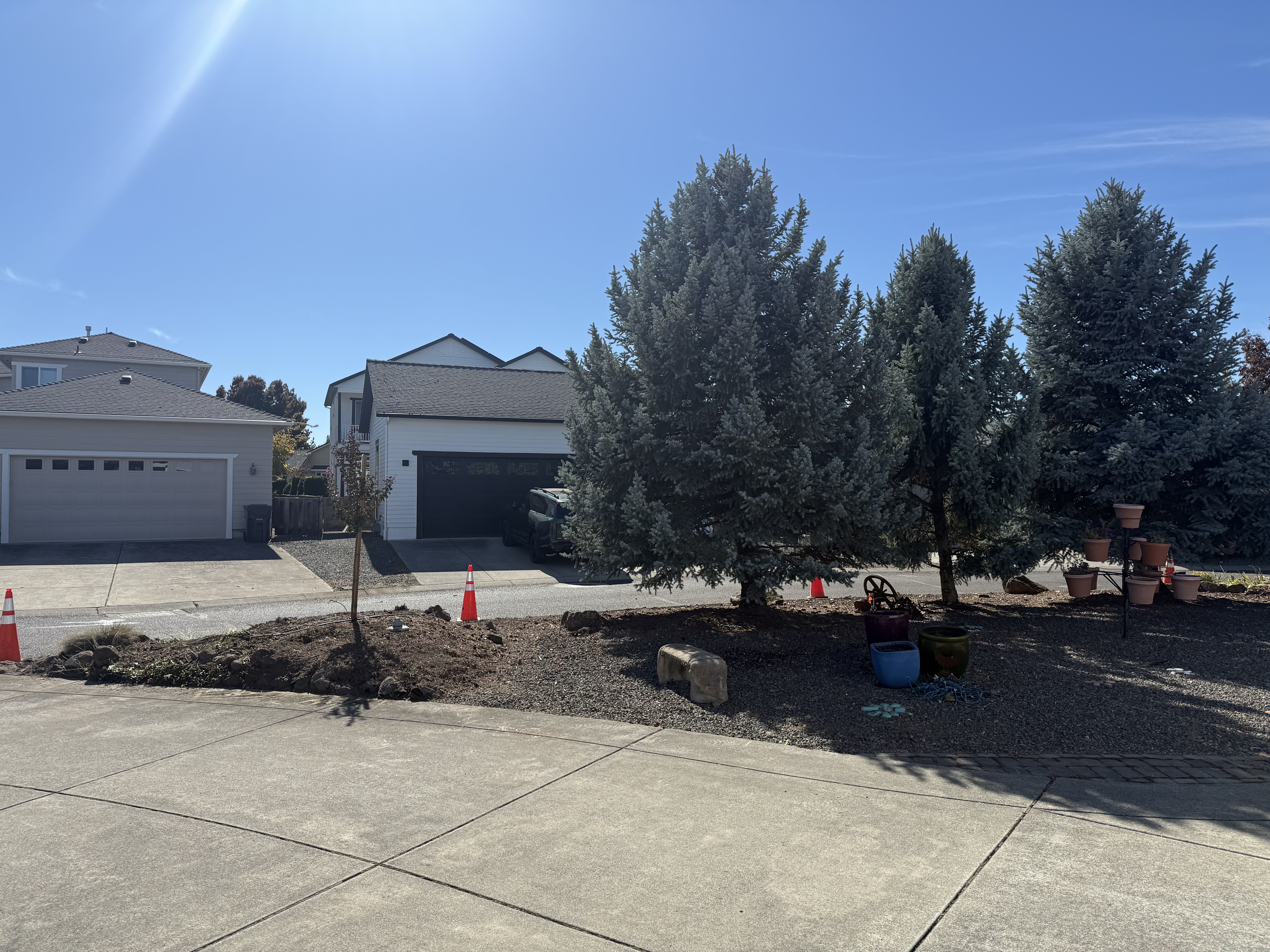 Tree Removal
